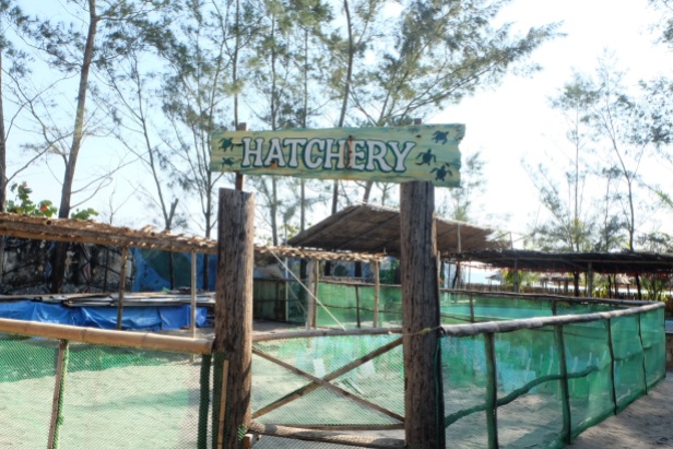 Pawikan Conservation Center's Hatchery